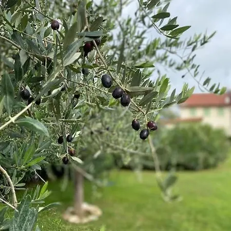 Villa Calandrine Holiday